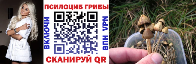 цена   Болгар  МЕГА ссылка  Галлюциногенные грибы Psilocybe 